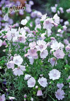 Malva  (Kaasjeskruid) moschata Aappleblossum'